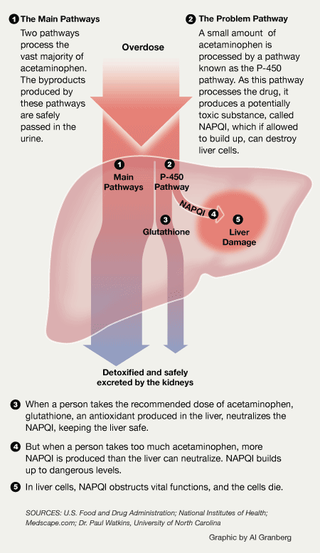 How the Liver Processes Acetaminophen The liver uses multiple enzyme systems, known as pathways, to process acetaminophen and remove potentially toxic byproducts produced during metabolism. In the case of an overdose, these pathways become overwhelmed, allowing the byproducts to build up to toxic levels, resulting in damage to the liver. (ProPublica/Creative Commons)