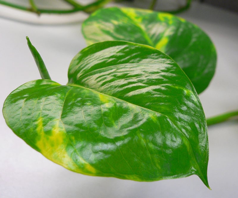Fierce Fridays: Color Your Life Green — Even If You’re a Plant Assassin